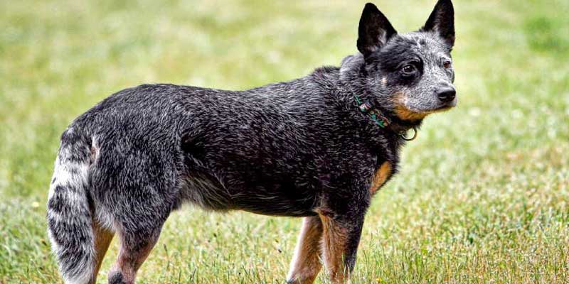 Australian-Cattle-Dog