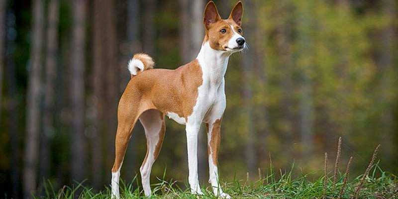 Basenji