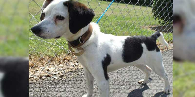 Beagle-dog
