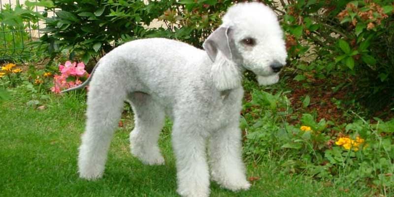Bedlington-Terrier