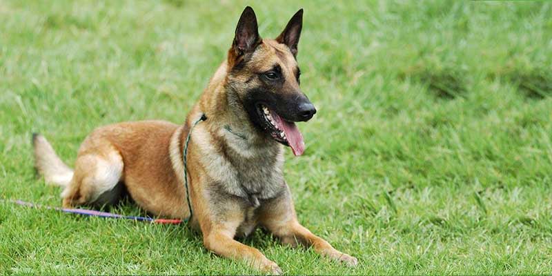 Belgian-Malinois