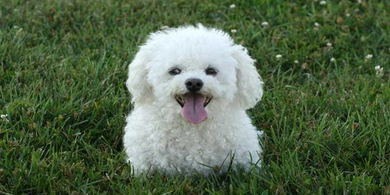 Bichon-Frise