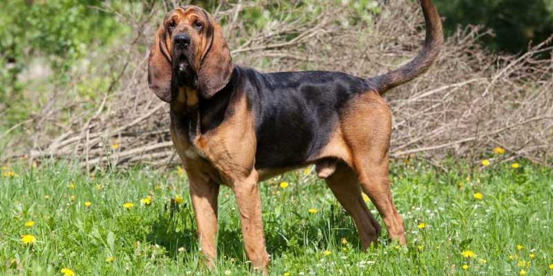 Bloodhound