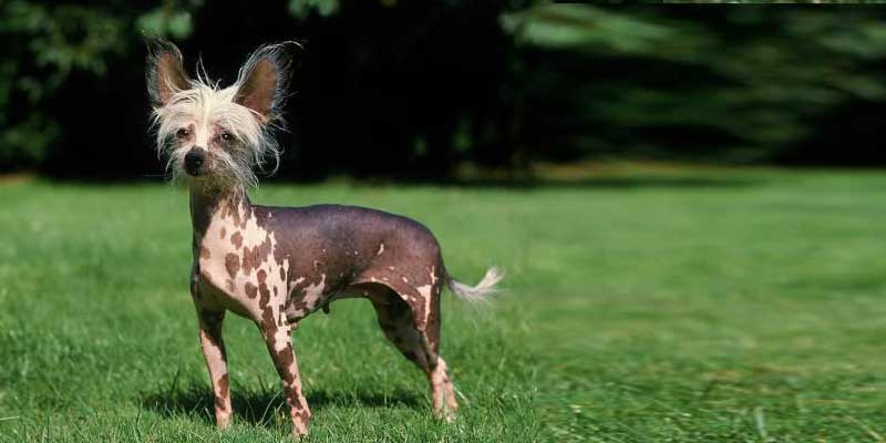 Chinese-Crested-Dog