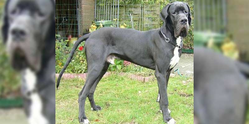 Great-Dane-German-Mastiff
