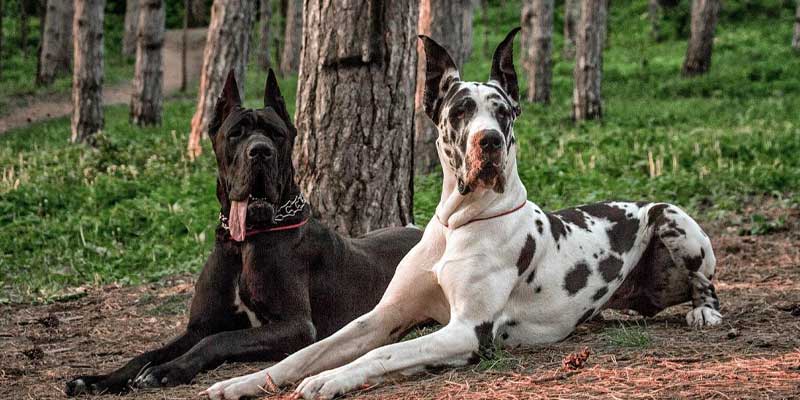 Great-Dane