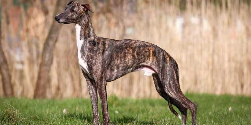 Greyhound-3
