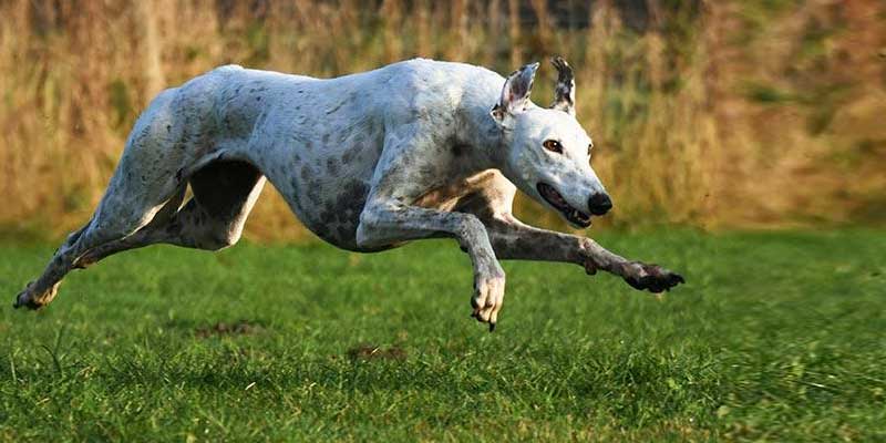 Greyhound