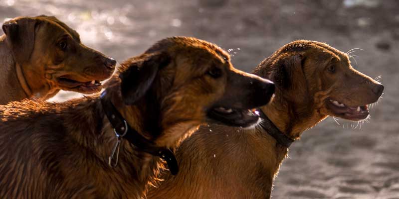 How Dog Years Are Calculated