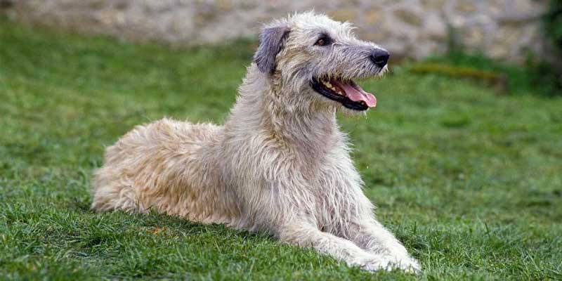 Irish-wolfhound