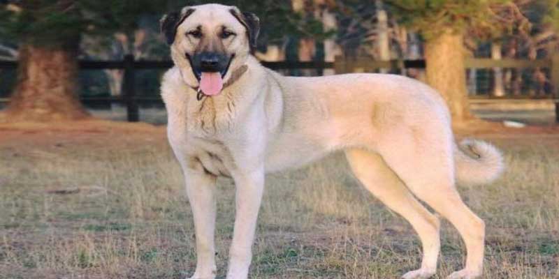 Kangal