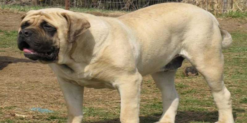 Mastiff