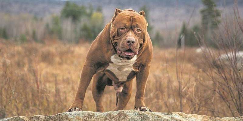 Pit-Bull