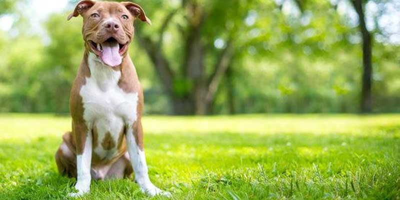 Pit-bulls