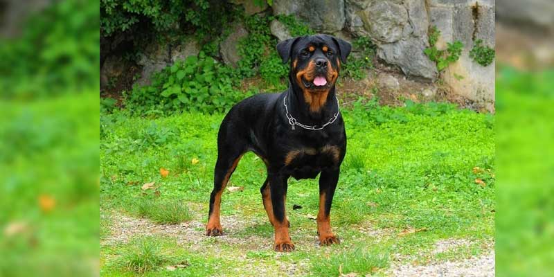 Rottweiler-2