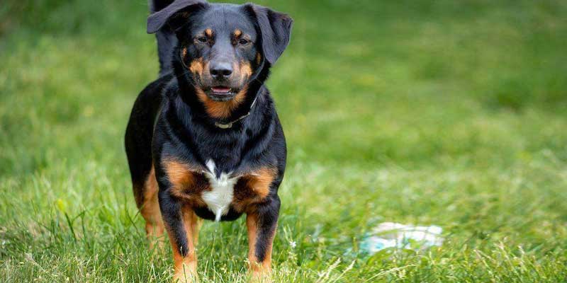 Rottweiler
