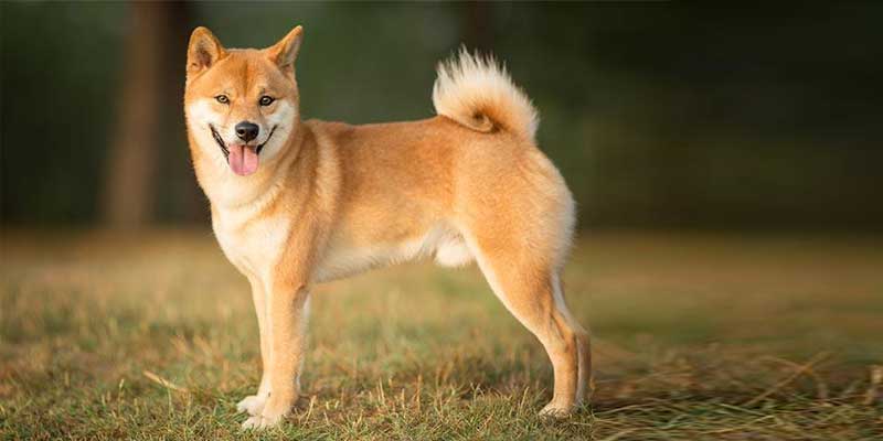 Shiba-Inu