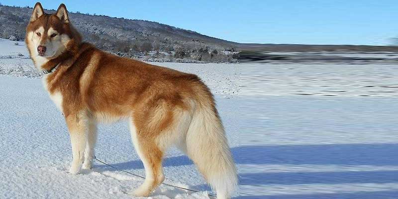 Siberian-Husky