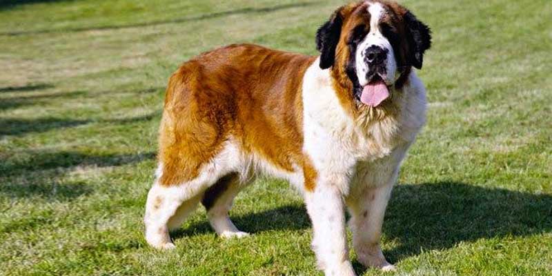St.-Bernard-2