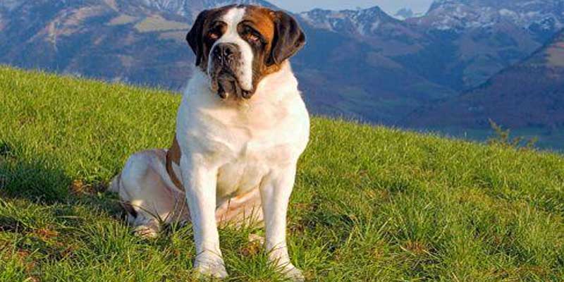 St.-Bernard