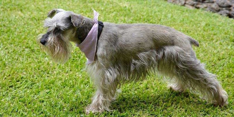 Standard-Schnauzer