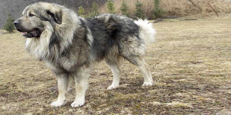 The-Sarplaninac-Illyrian-Shepherd-dog.