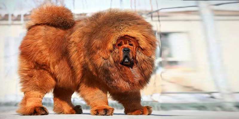 Tibetan Mastiff.