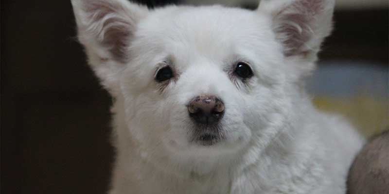 Why-Dog-stares-at-me