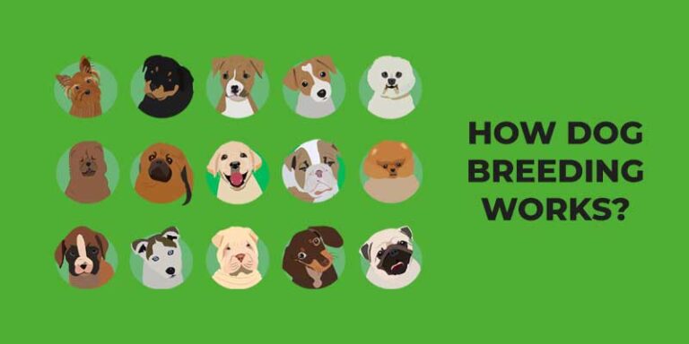 How Dog Breeding Works and How It Was Created?