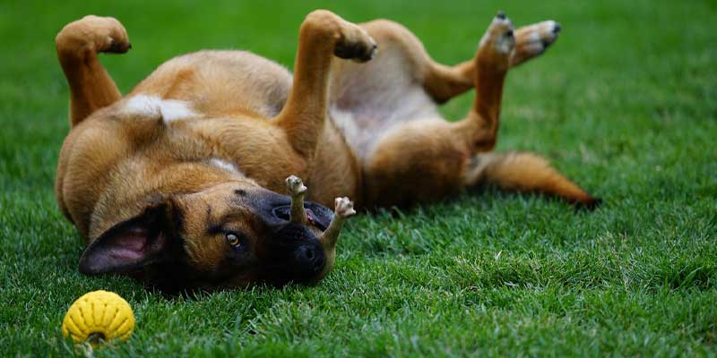 why-dog-rolls-in-grass