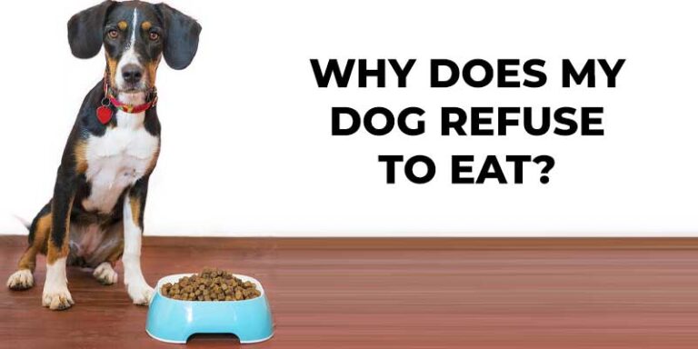 Why does my dog refuse to eat? – Preventing Appetite Loss