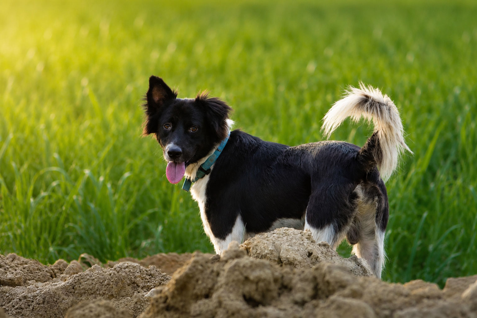 Max running in a field